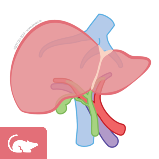 Mouse 2 Step Collagenase Liver Perfusion protocol