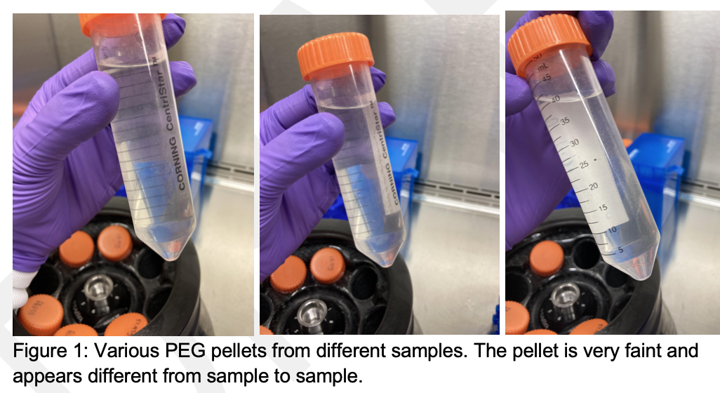 Concentration of viruses from wastewater influent using organic