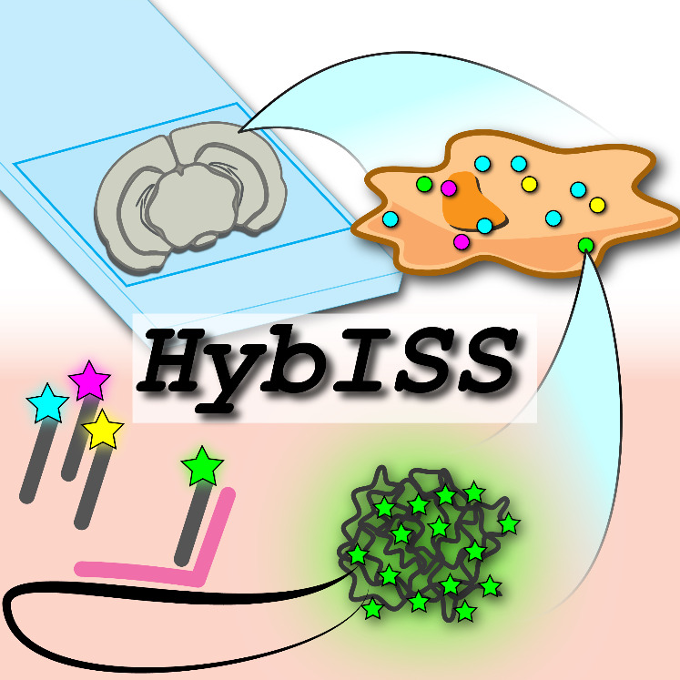 HybISS Hybridizationbased In Situ Sequencing