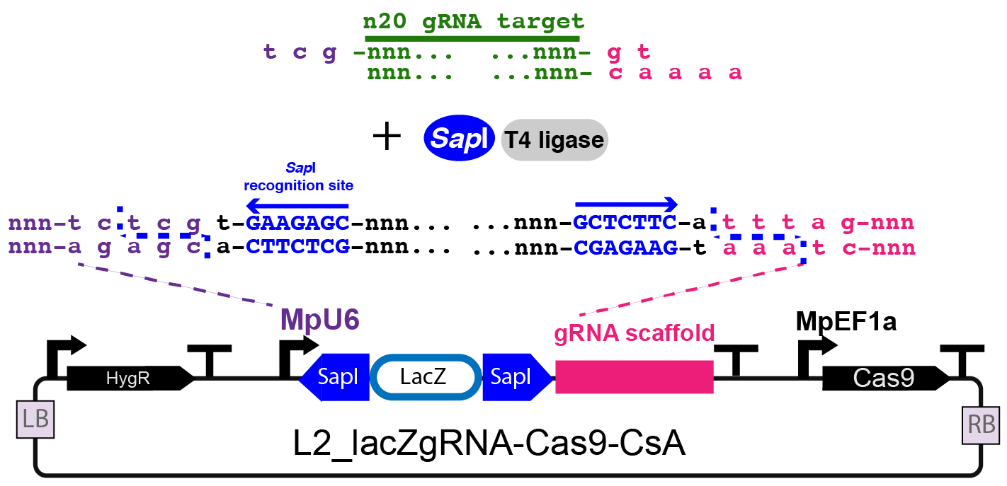 gRNA design and cloning with SapI into Loop plasmid L2_lacZgRNACas9CsA