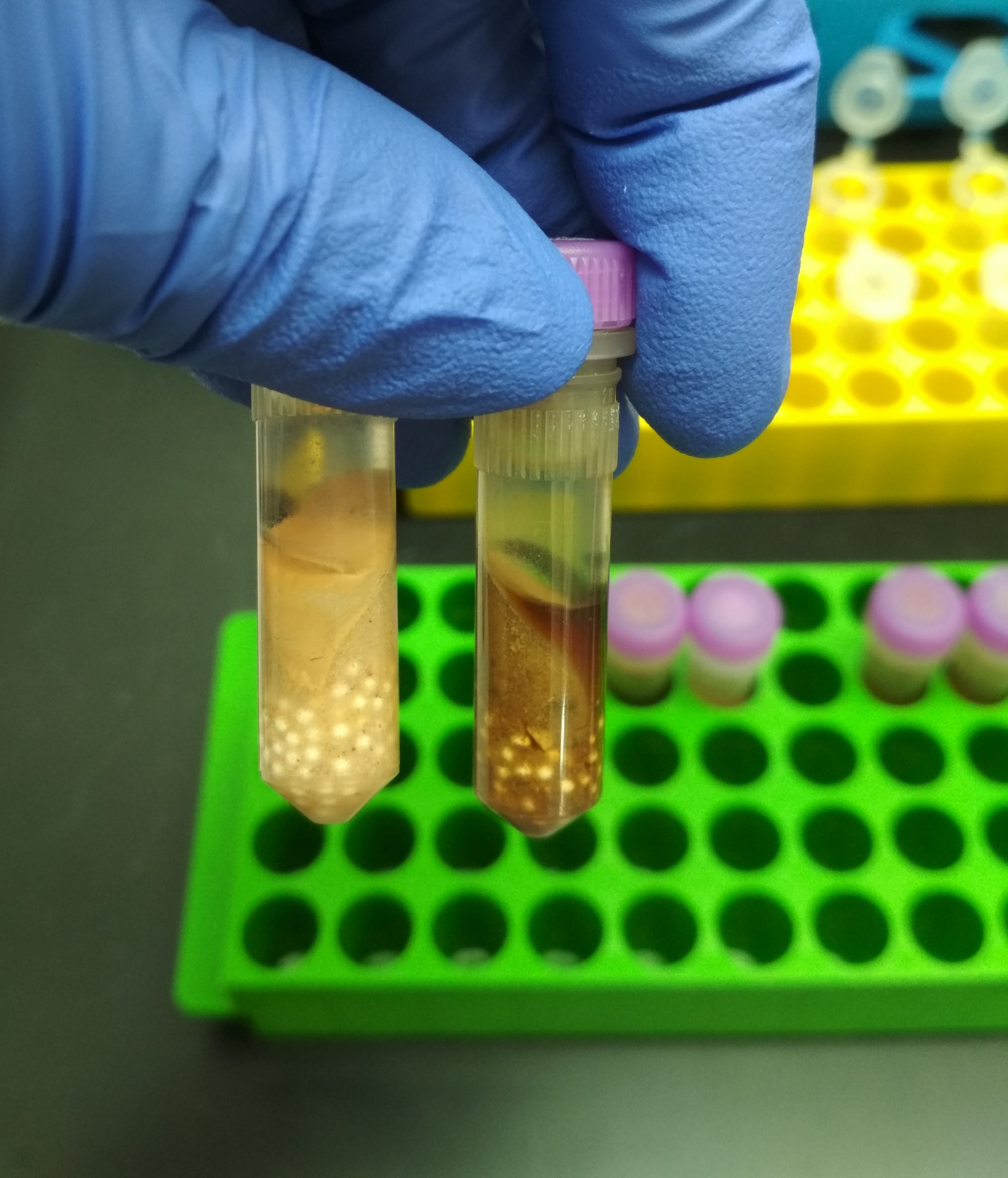 Total Nucleic Acids Extraction from Soil