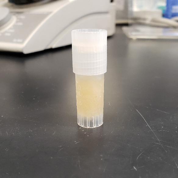 Preparation of Frozen Bacteria Stock