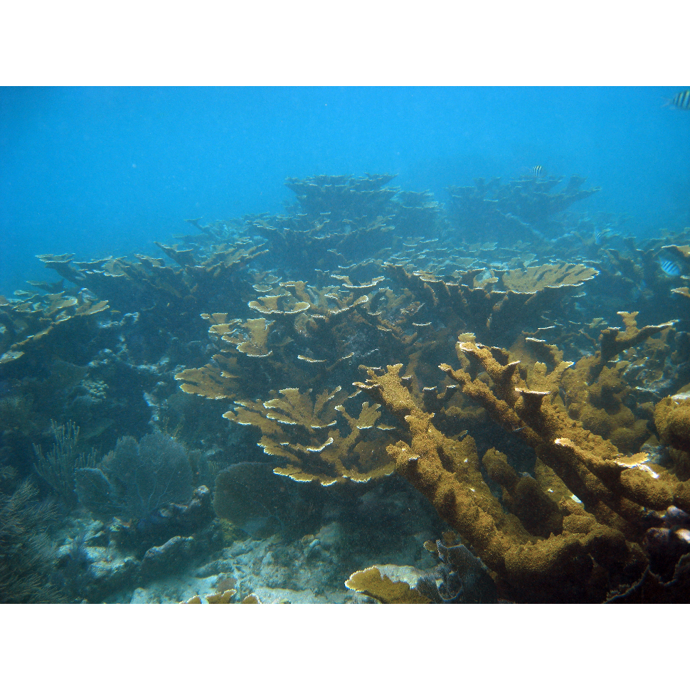 Sampling strategies and sample preservation Acropora