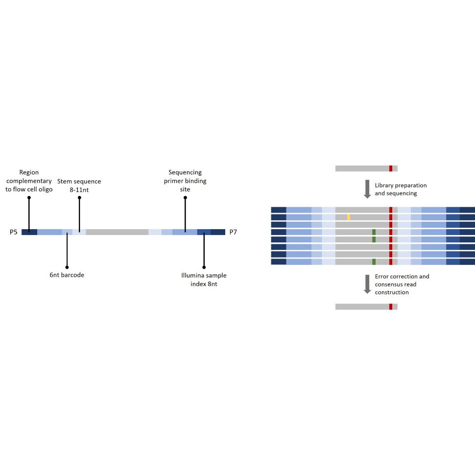 An errorcorrected panelbased nextgeneration sequencing assay for