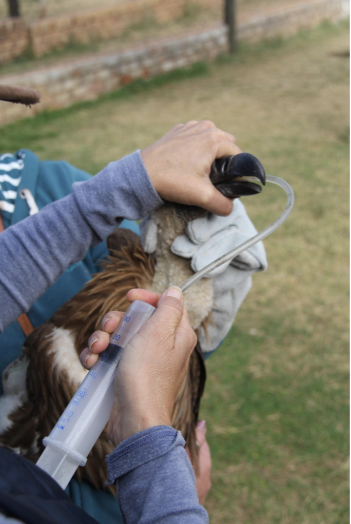 Chapter 2 Stabilizing the bird, conducting an initial clinical exam