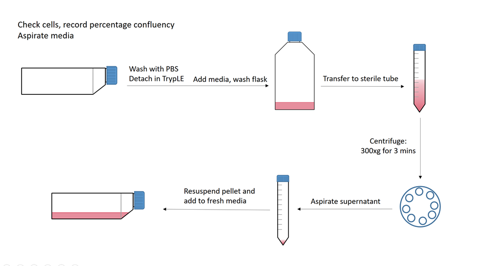 Passaging adherent cancer cell lines