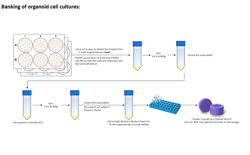 Cryopreservation of organoid cultures