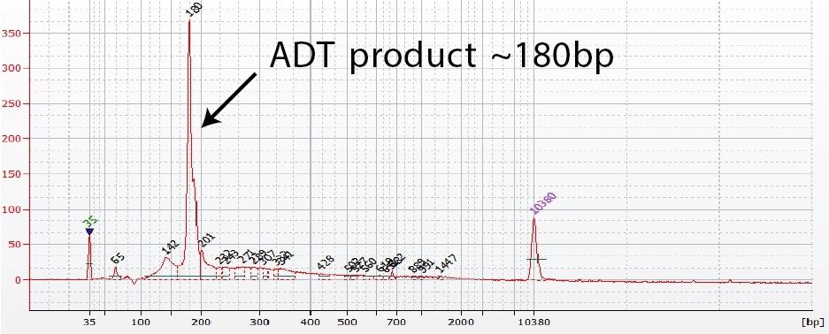 TotalSeq™A Antibodies Protocol with 10x Single Cell 3