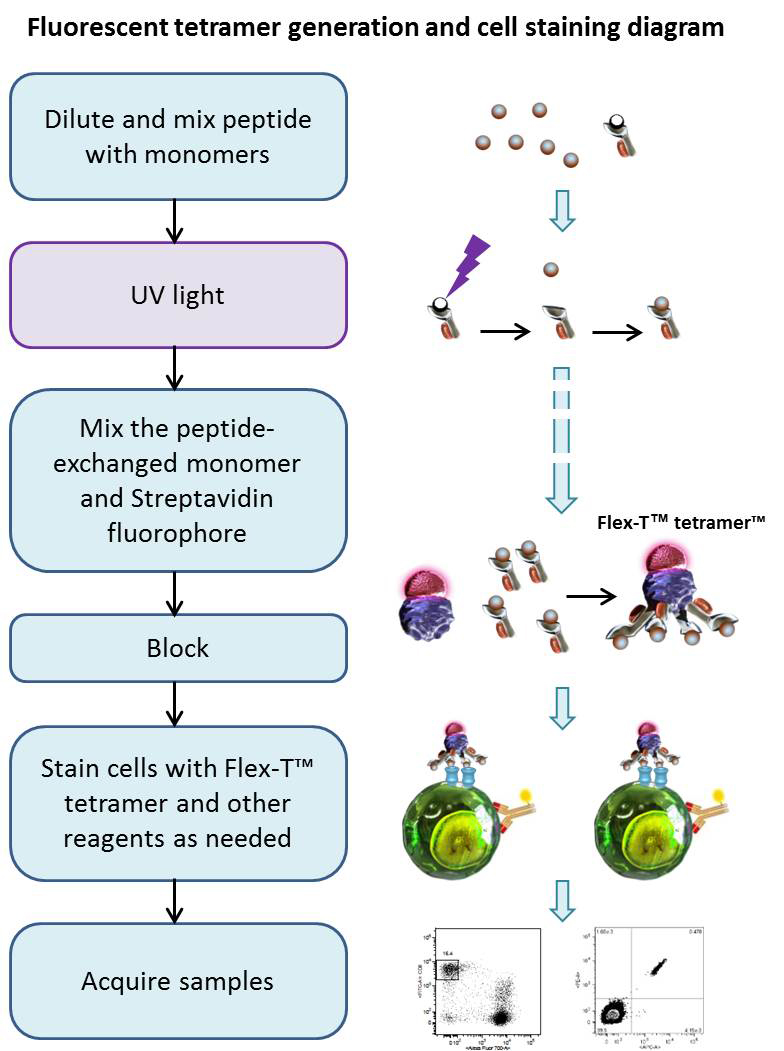 FlexT™ Tetramer and Cell Staining Protocol