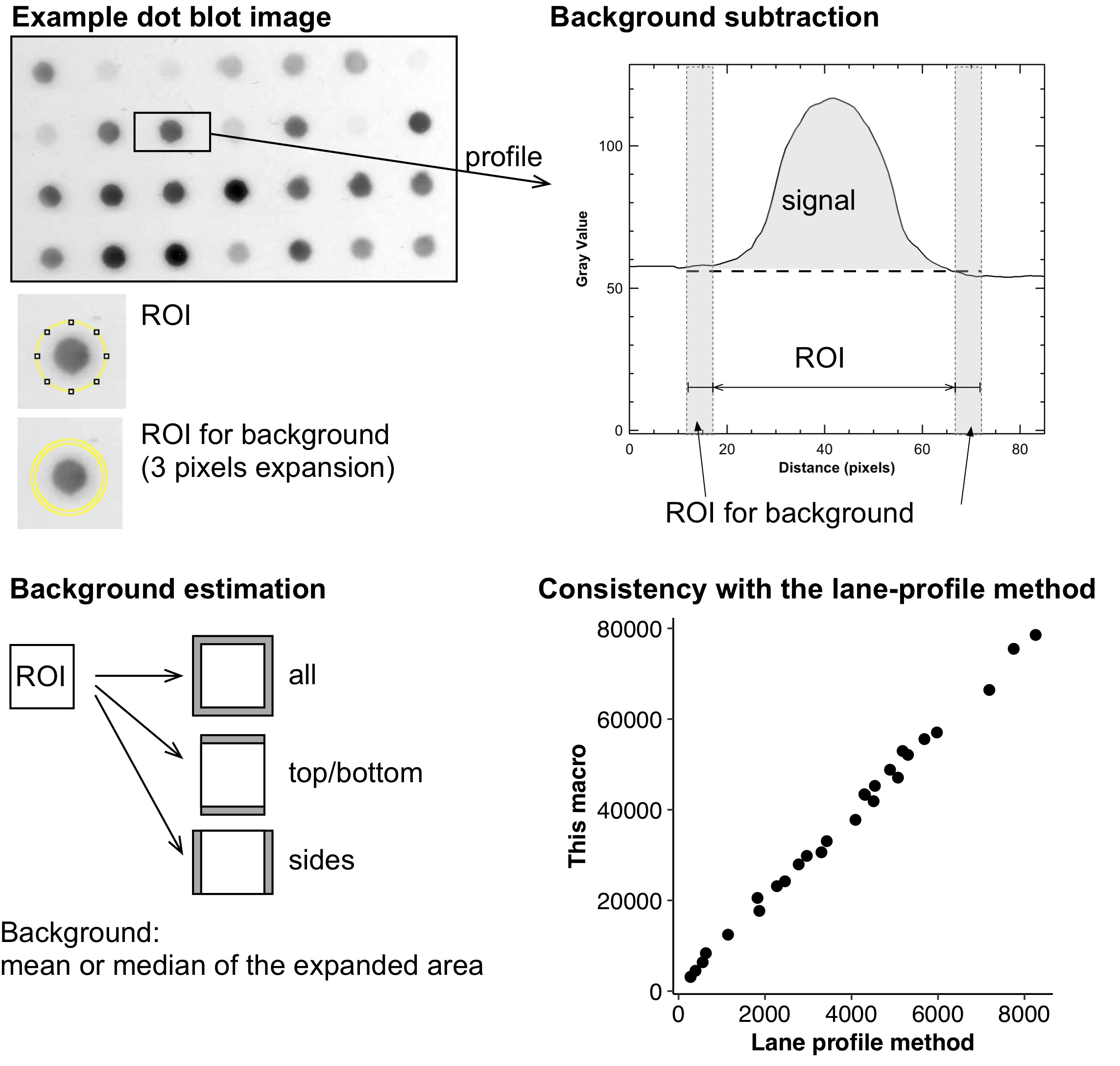 Quantification of Gel Bands by an Image J Macro, Band/Peak