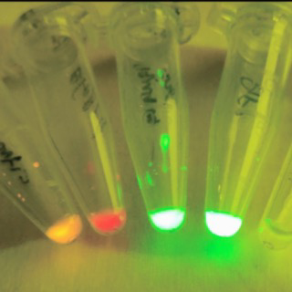 Solutions For Cfps Version 1 1 Haseloff Lab