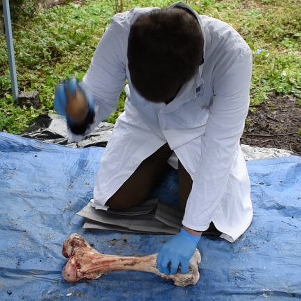 An archaological experiment focused on the intuitive way of long bones breakage to extract marrow