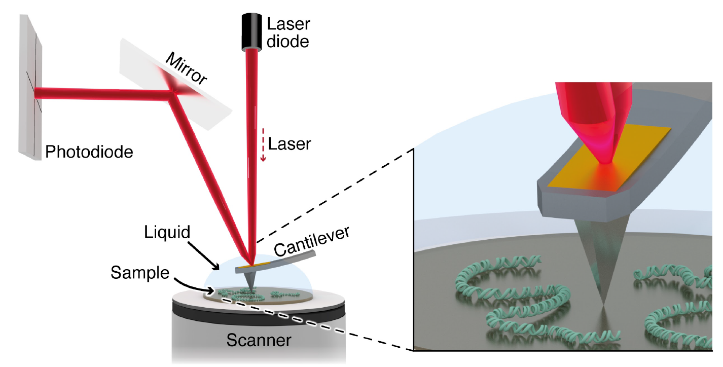 Atomic Force Microscopy of DNA and DNAProtein Interactions