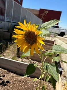 Image of sunflower at RCMS