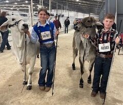 FFA Show