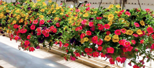 Picture of hanging baskets