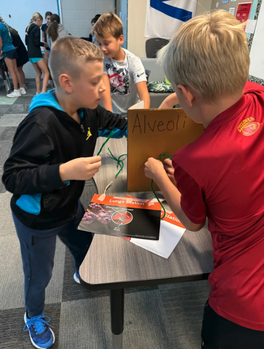Students work on a science project about the lungs, using pipe cleaners and a cardboard model.