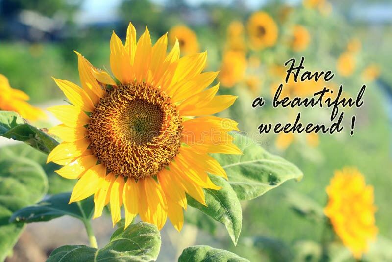 947 Have Great Weekend Stock Photos - Free & Royalty-Free ...