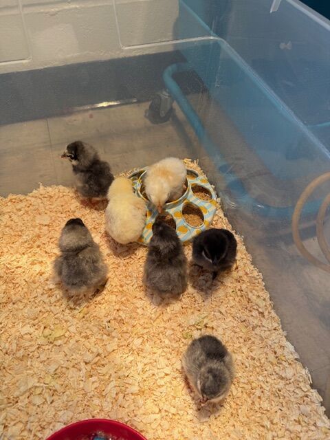 Springing Into Break: Van Rensselaer Highlights! 