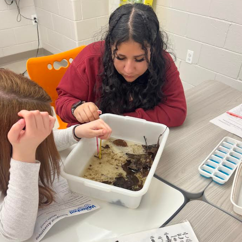Two students examine aquatic life in a white plastic tub filled with murky water and leaves.