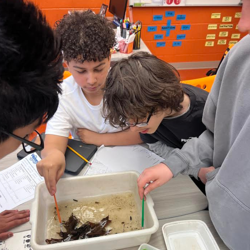 Students examine leaves and water in a white tray during a science lesson.