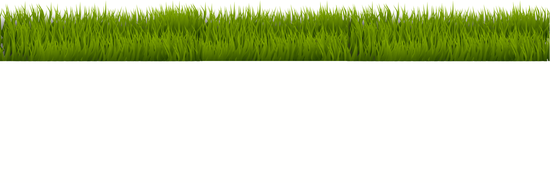 A vibrant green grass border with a white background.