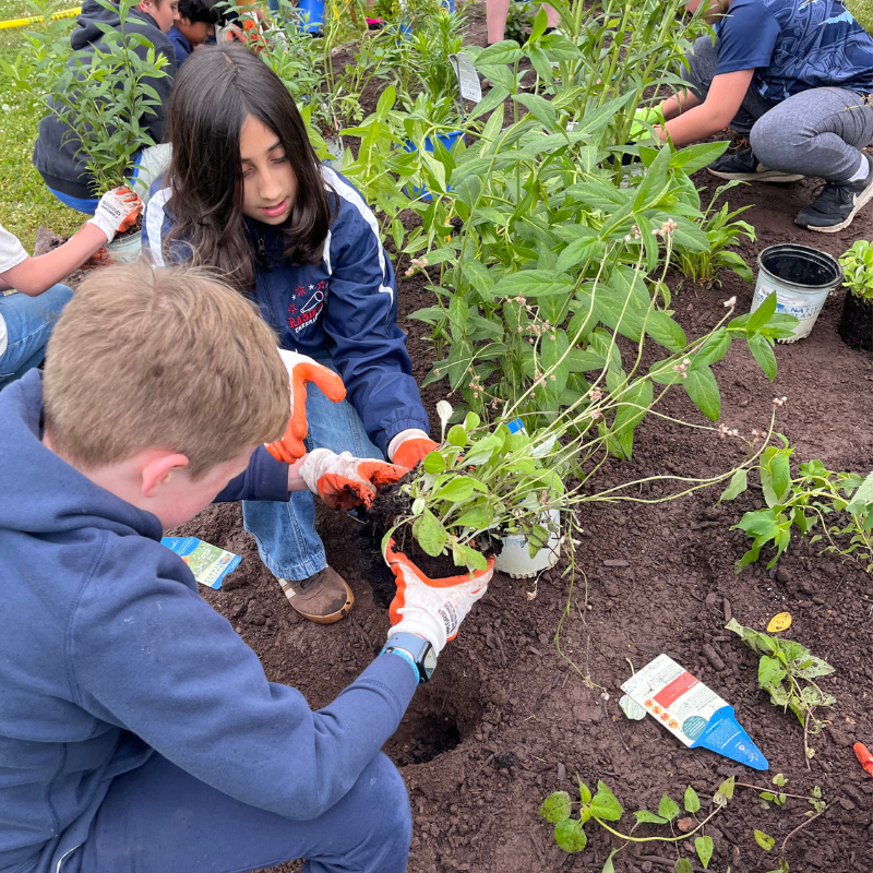 Children wearing gardening gloves plant seedlings in rich soil.