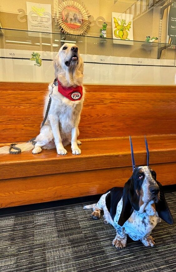 Image of two dogs, golden labrador and 