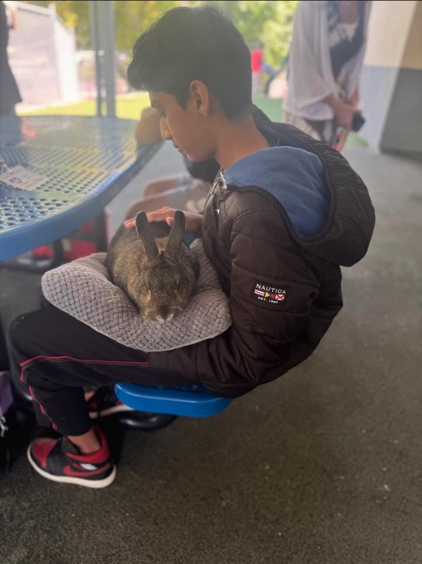 A young person gently pets a rabbit resting on a cushion on their lap.