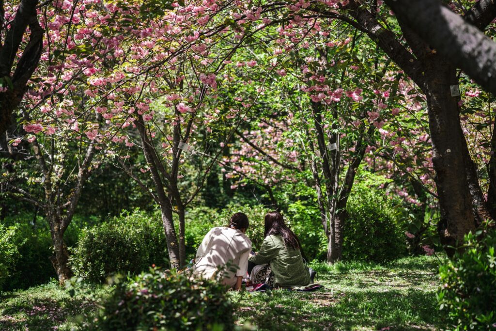 Two people sitting under a spring blossom tree