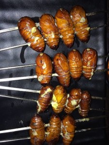 pupae_s