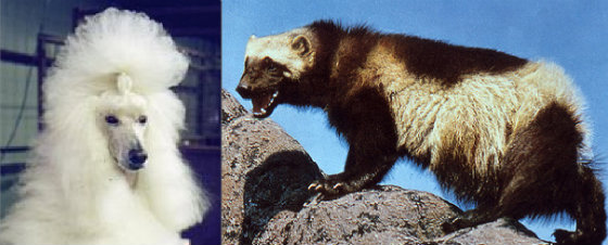 poodle_wolverine_2