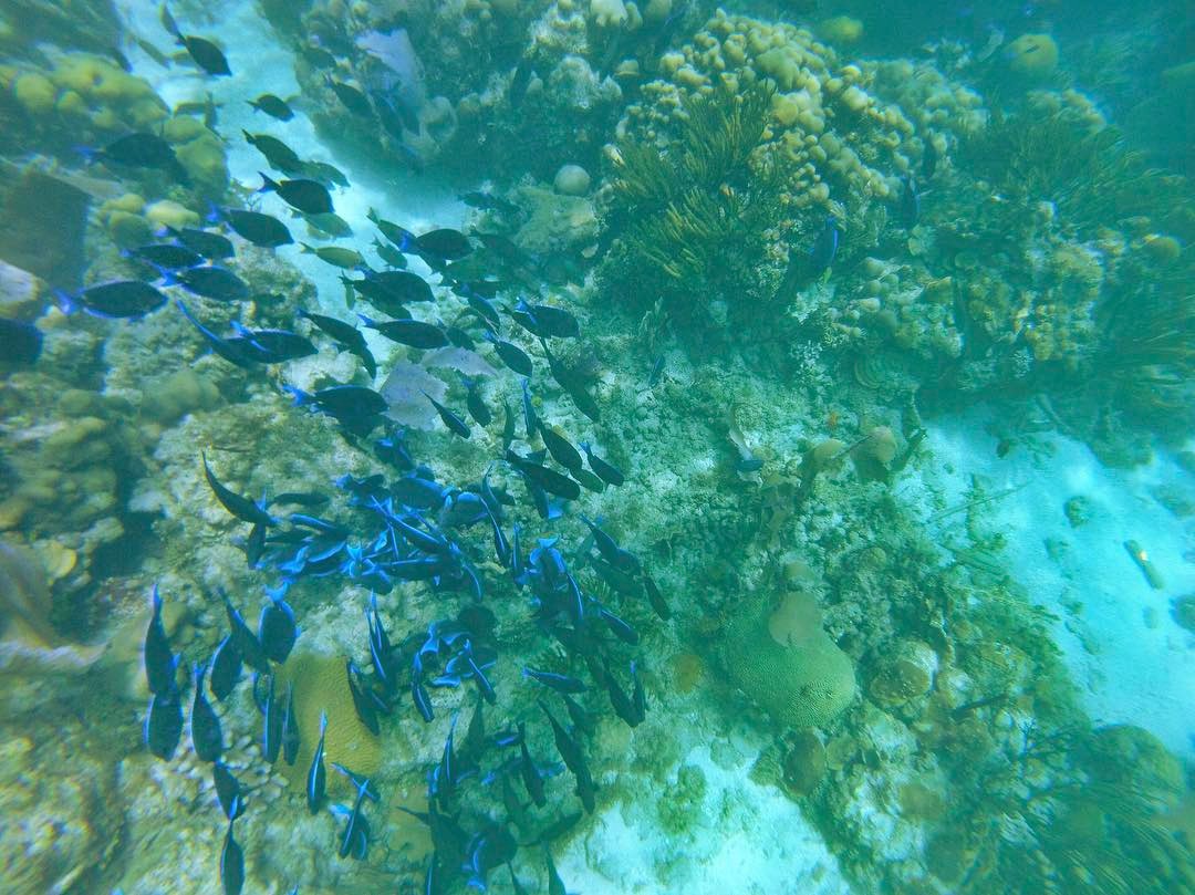 Snorkeling Tour To Catalina Island Snorkeling Tour To Catalina Island
