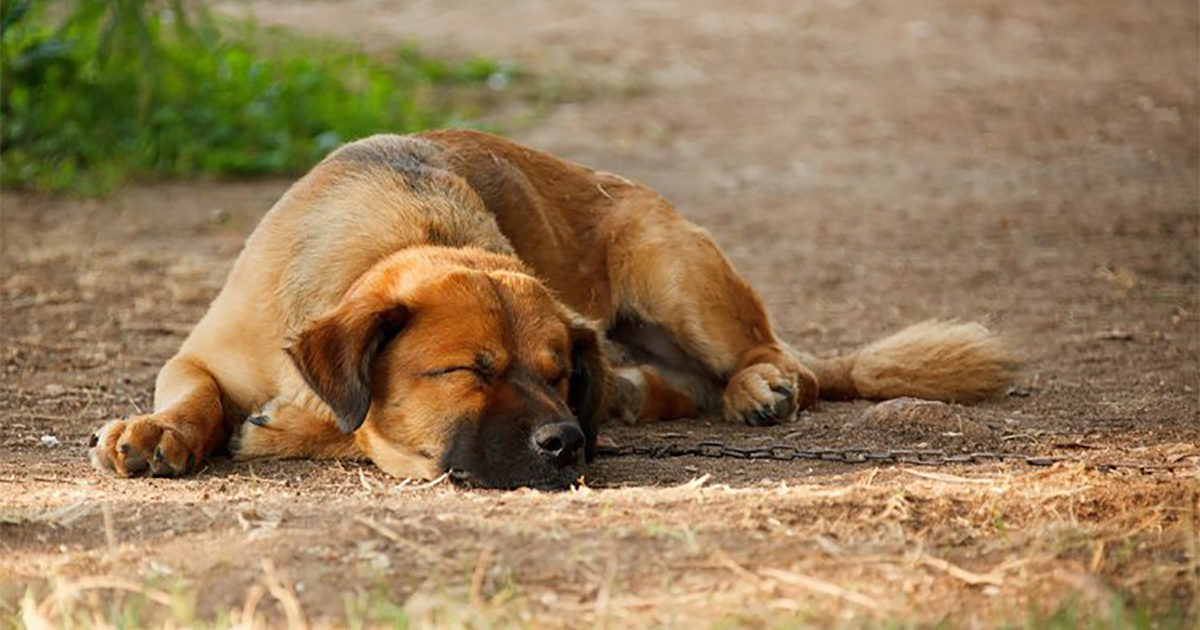 The Grace of Dogs Princeton Theological Seminary