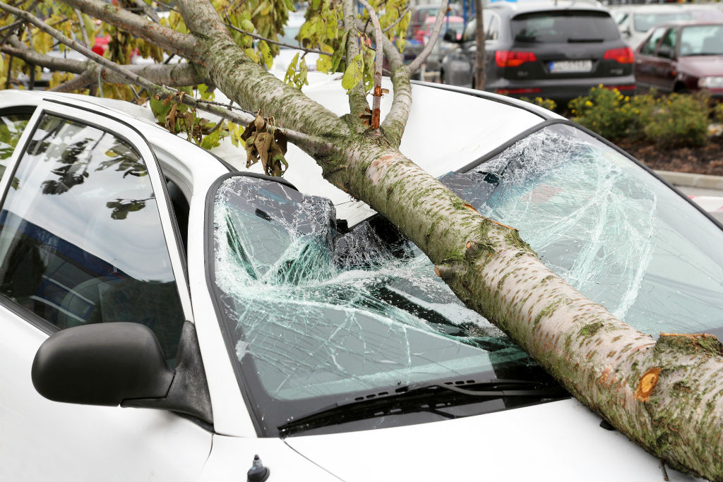 auto_viento_arbol