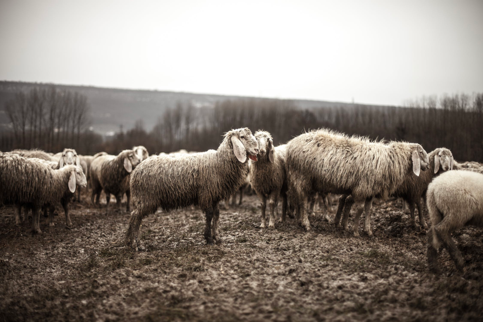 black and white photo of flock of sheep