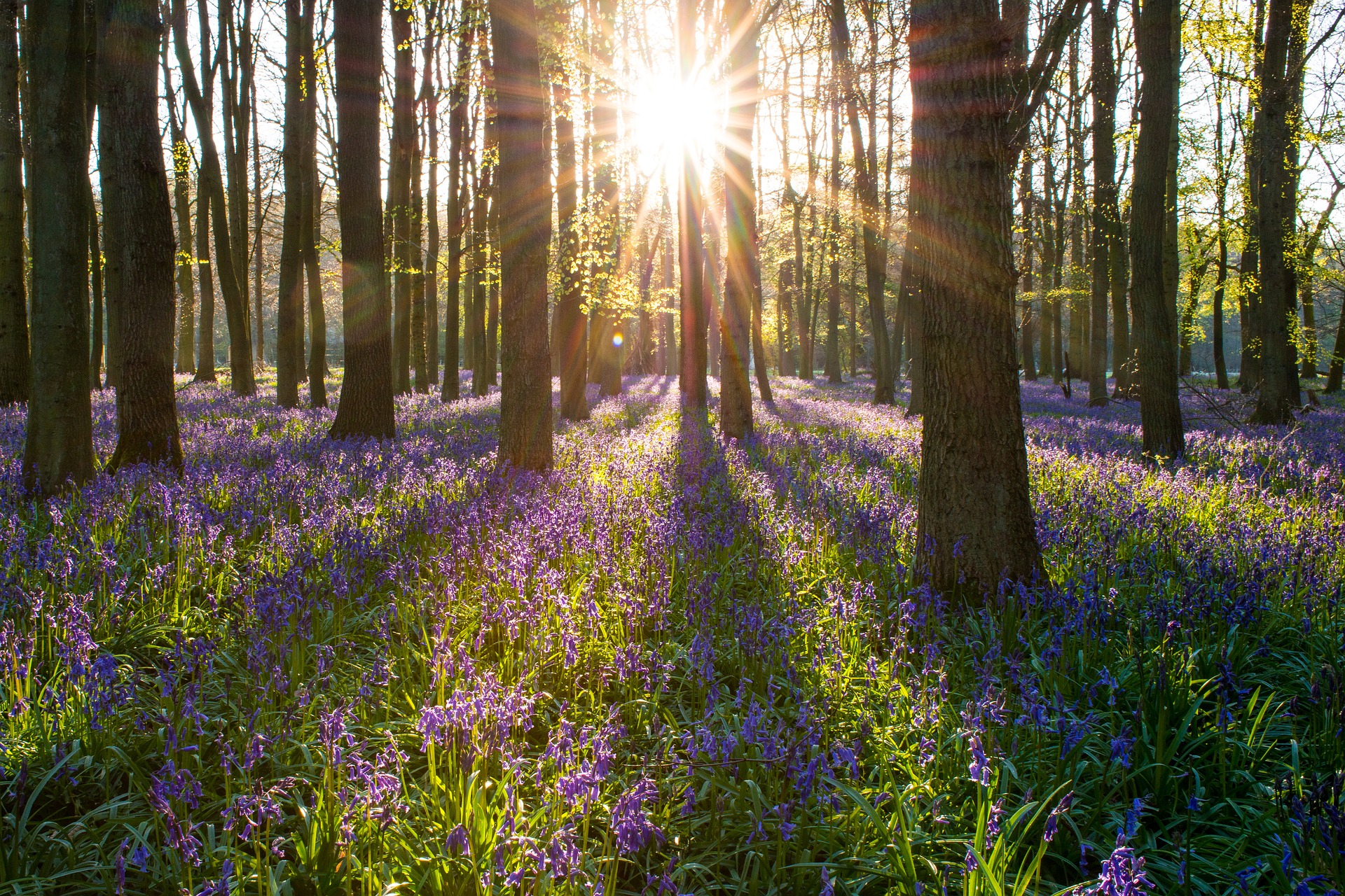 Easter Prayer: Awake!