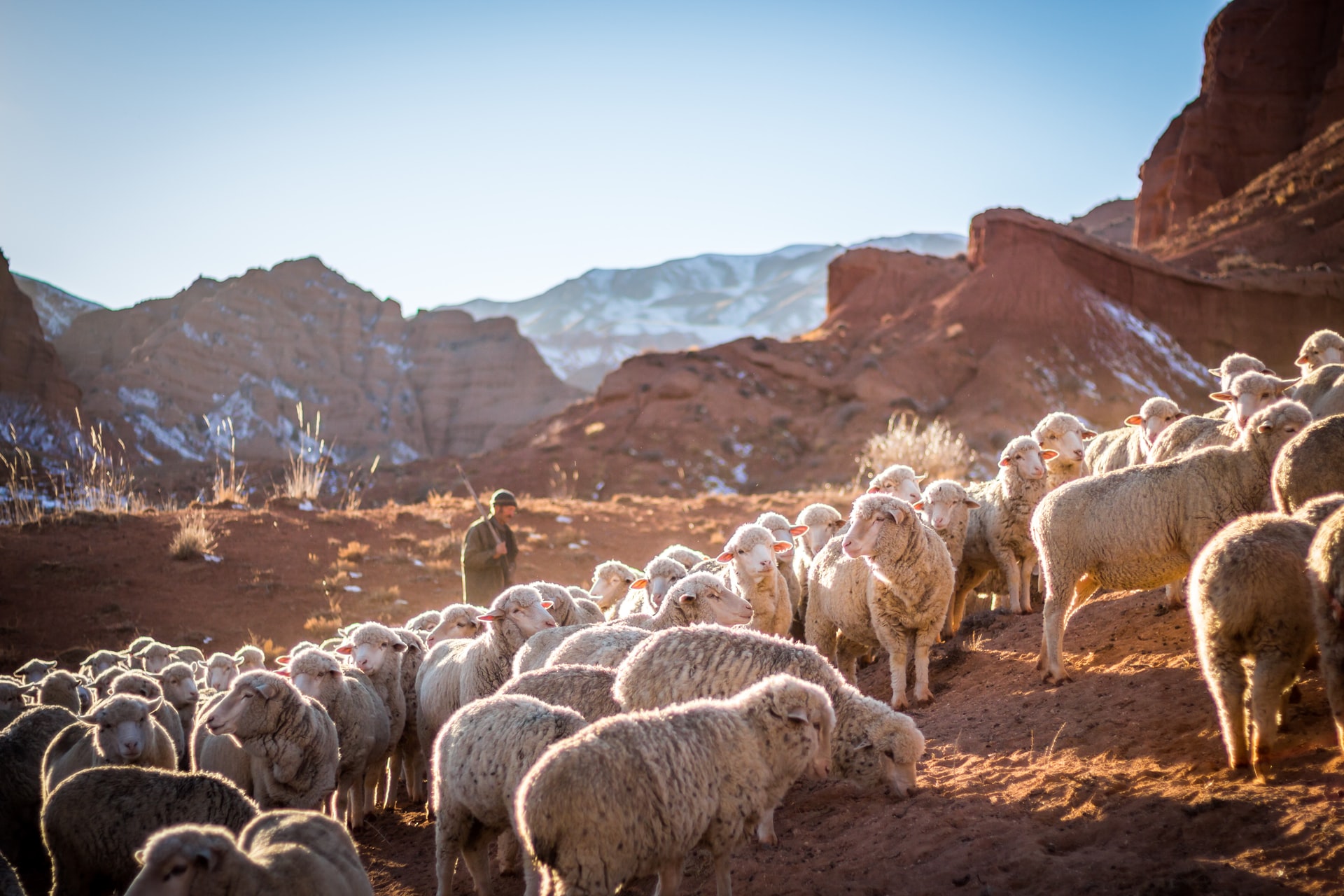 I Am the Good Shepherd: John 10:14-15