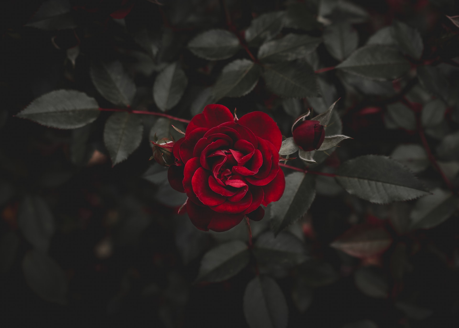 Double Vision: Romans 8