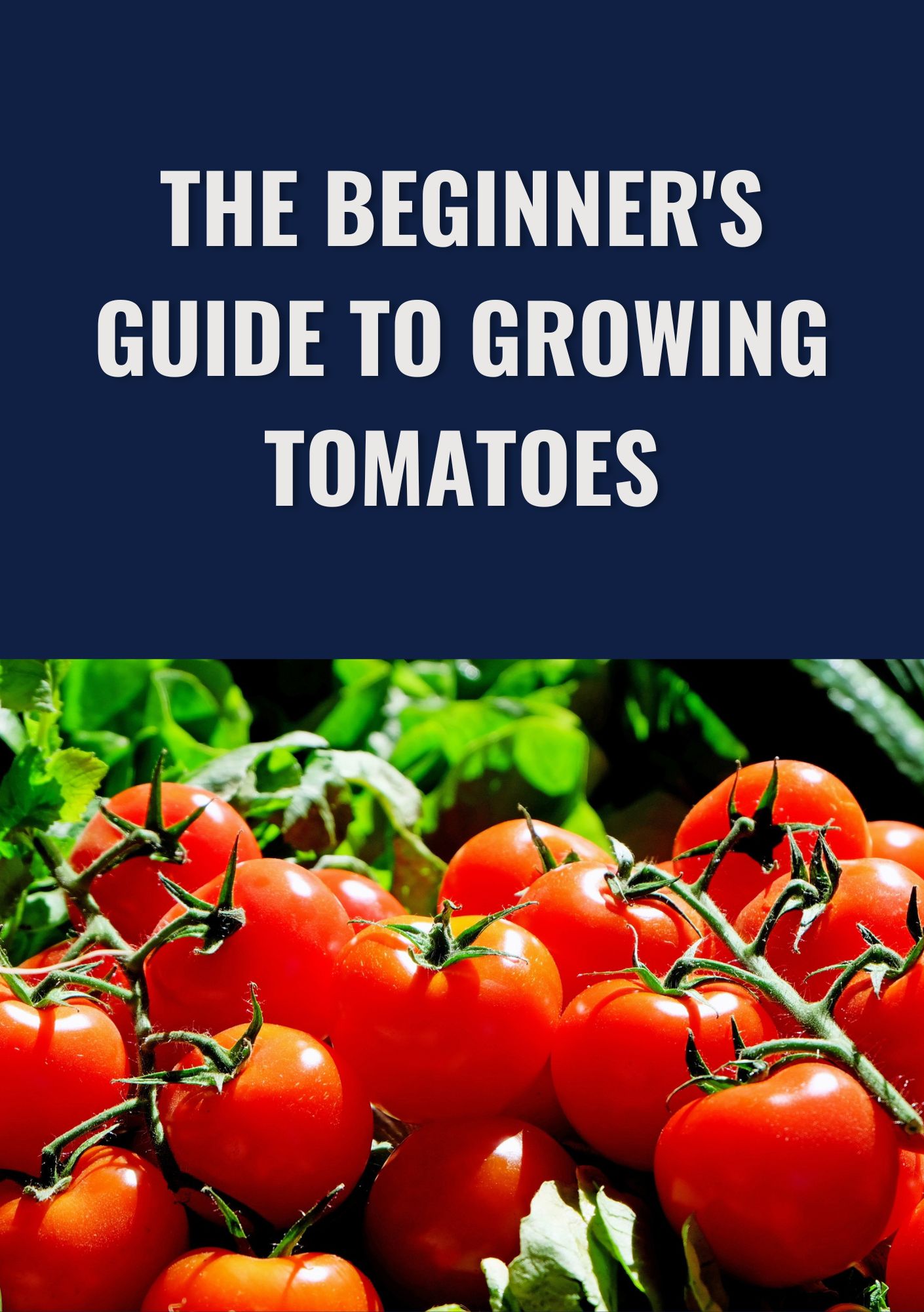 The Beginner's Guide to Growing Tomatoes