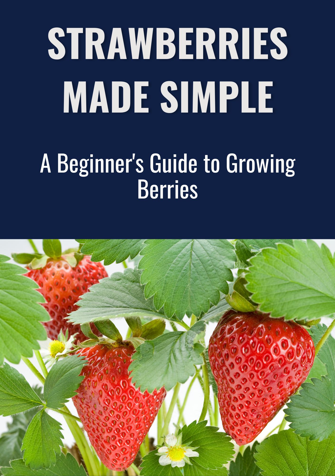 Strawberries Made Simple: A Beginner’s Guide to Growing Berries