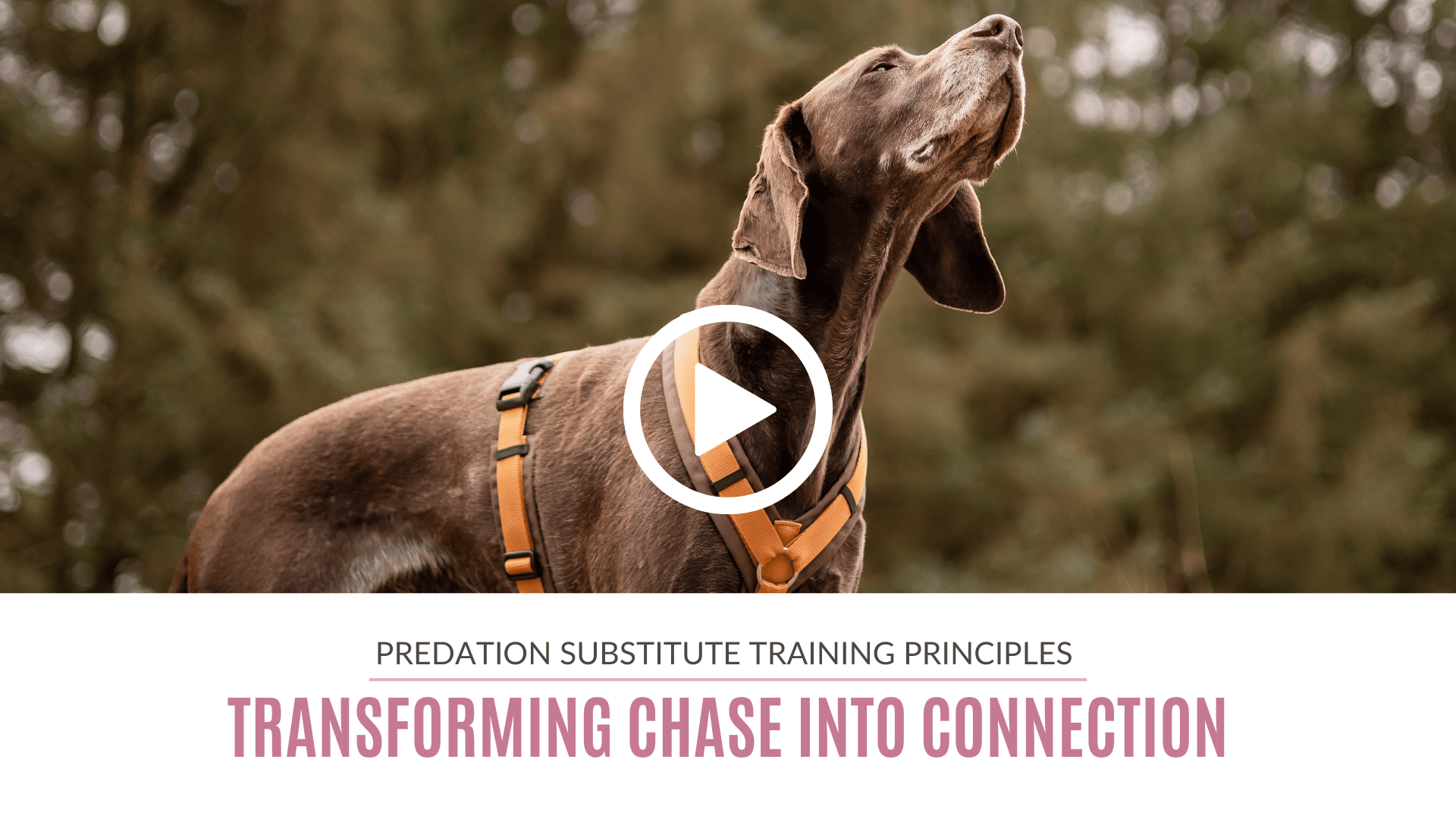 Transform Chase Into Connection