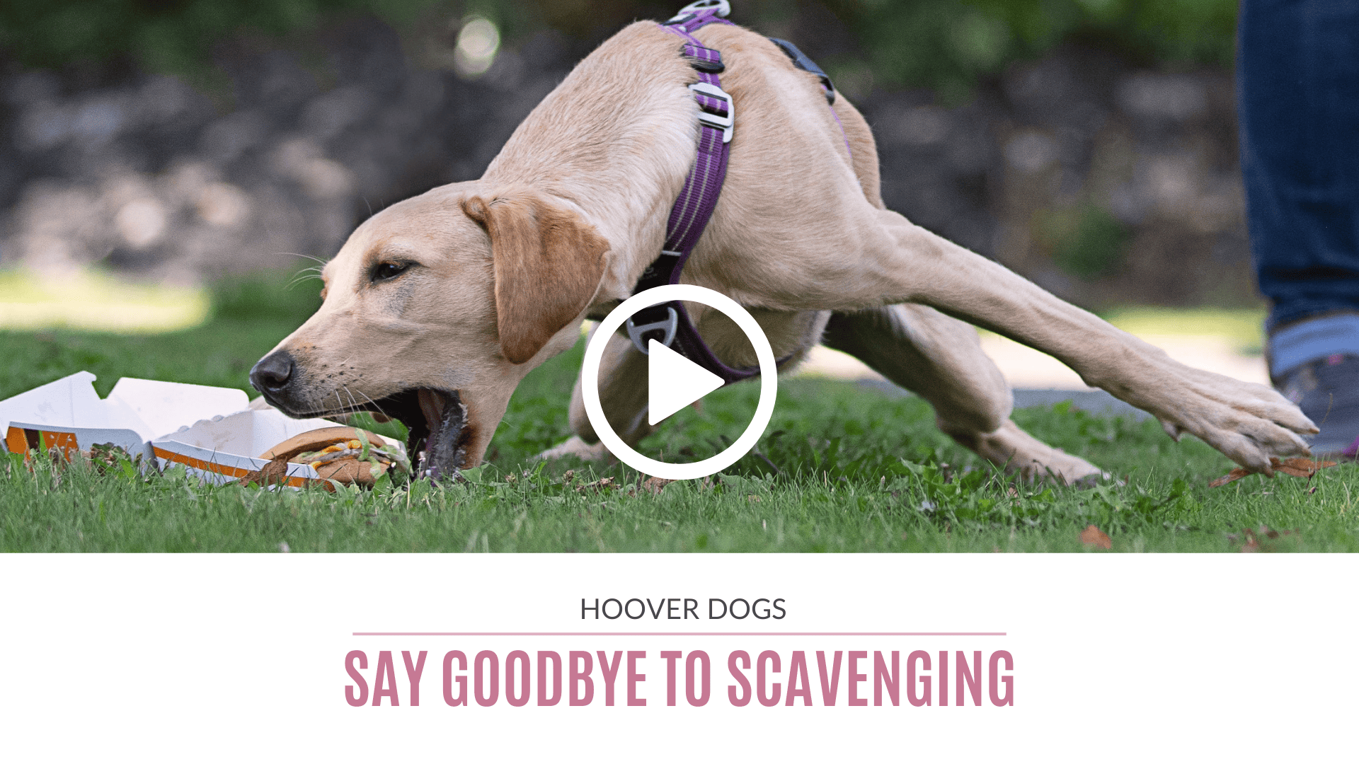 Say Goodbye To Scavenging (Webinar + Ebook Bundle)
