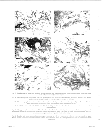 Middle Silurian Patch Reefs in Gasport Member New York Page 10