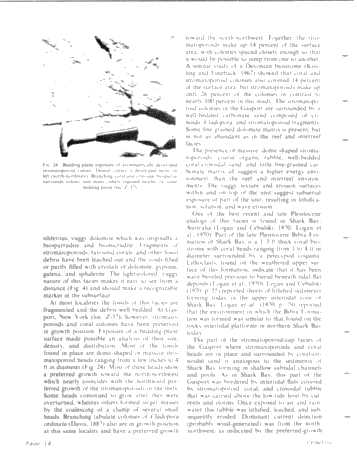 Middle Silurian Patch Reefs in Gasport Member New York Page 14