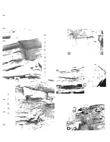 Environments of Deposition of The Medina (Grimsby) Formation and Exploration for Hydrocarbons Page 13