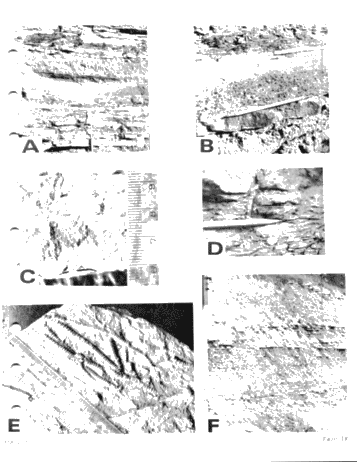 Environments of Deposition of The Medina (Grimsby) Formation and Exploration for Hydrocarbons Page 19