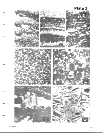 Lower and Middle Devonian Strata of the Moose River Basin Ontario Page 23