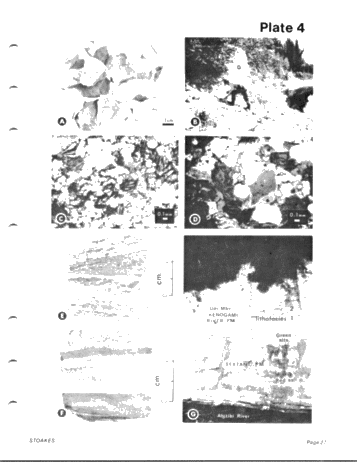 Lower and Middle Devonian Strata of the Moose River Basin Ontario Page 27