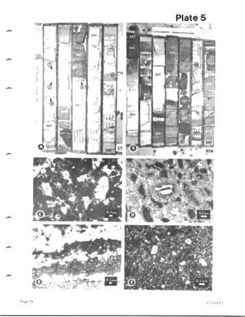 Lower and Middle Devonian Strata of the Moose River Basin Ontario Page 29